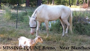 MISSING EQUINE Bruno,  Near Blanchard, ID, 83804
